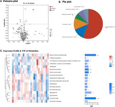 Transcriptomic and metabolomic analysis of peri-tumoral hepatic tissue in hepatocellular carcinoma: unveiling the molecular landscape of immune checkpoint therapy resistance